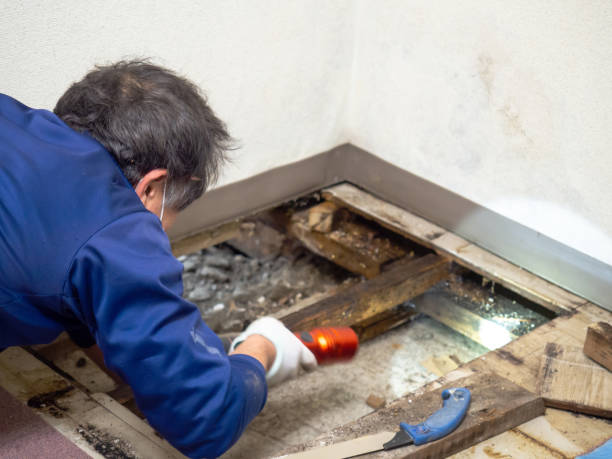Best Toxic Mold Removal  in Smith Valley, NV
