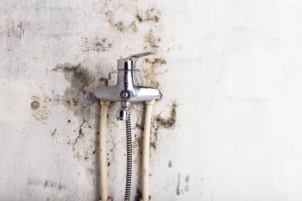 Best Mold Removal and Inspection  in Smith Valley, NV