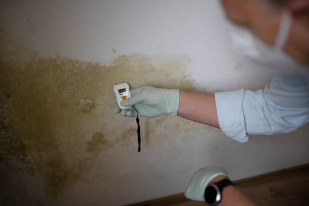 Best Certified Mold Removal  in Smith Valley, NV