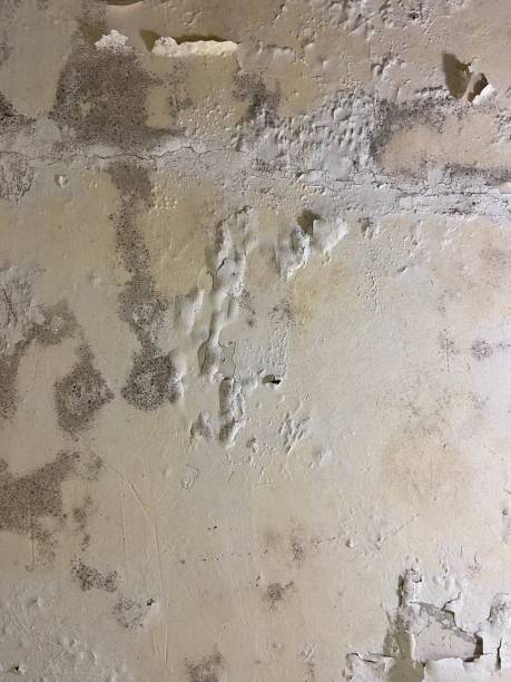 Mold Removal and Inspection in Smith Valley, NV