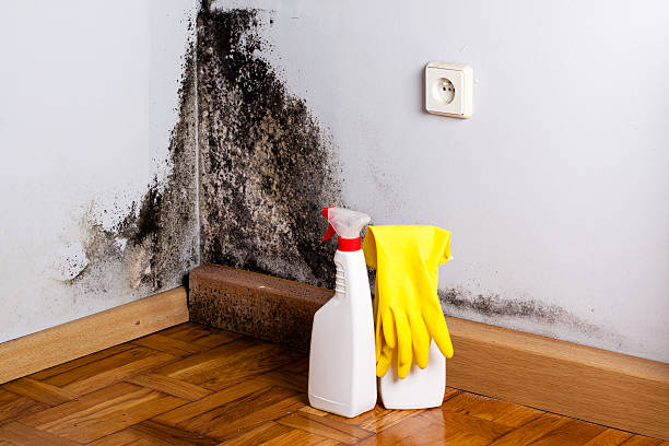 Best Attic Mold Removal  in Smith Valley, NV